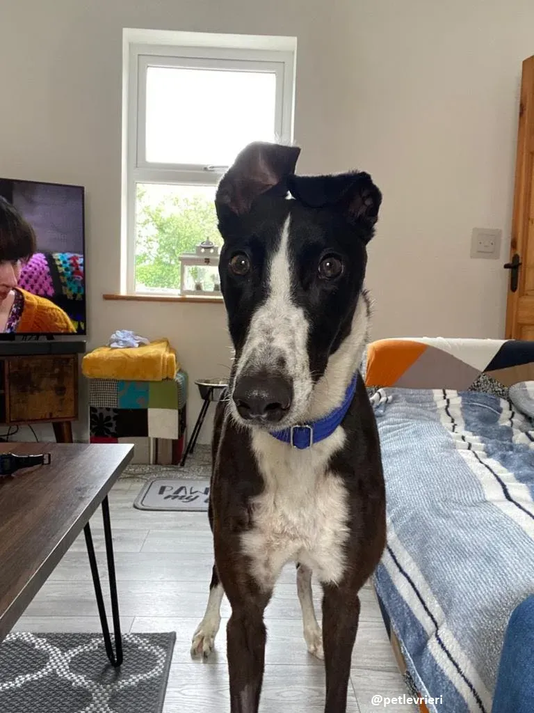 ted adozione greyhound 15