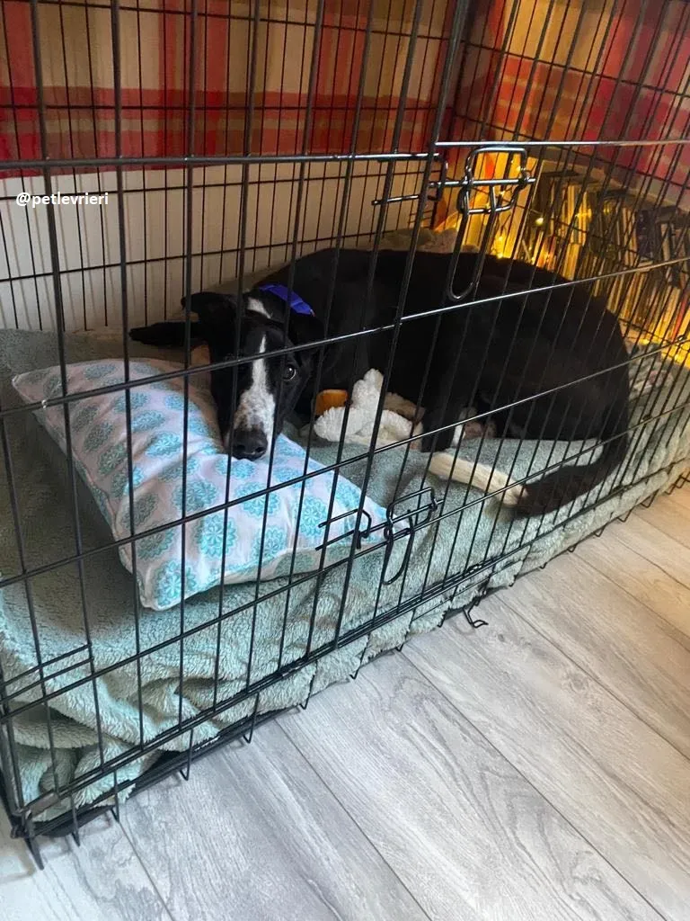 ted adozione greyhound 16