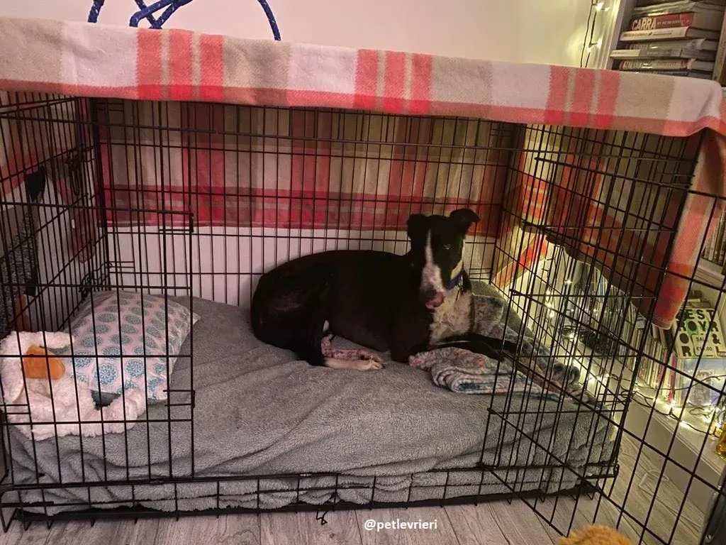 ted adozione greyhound 17