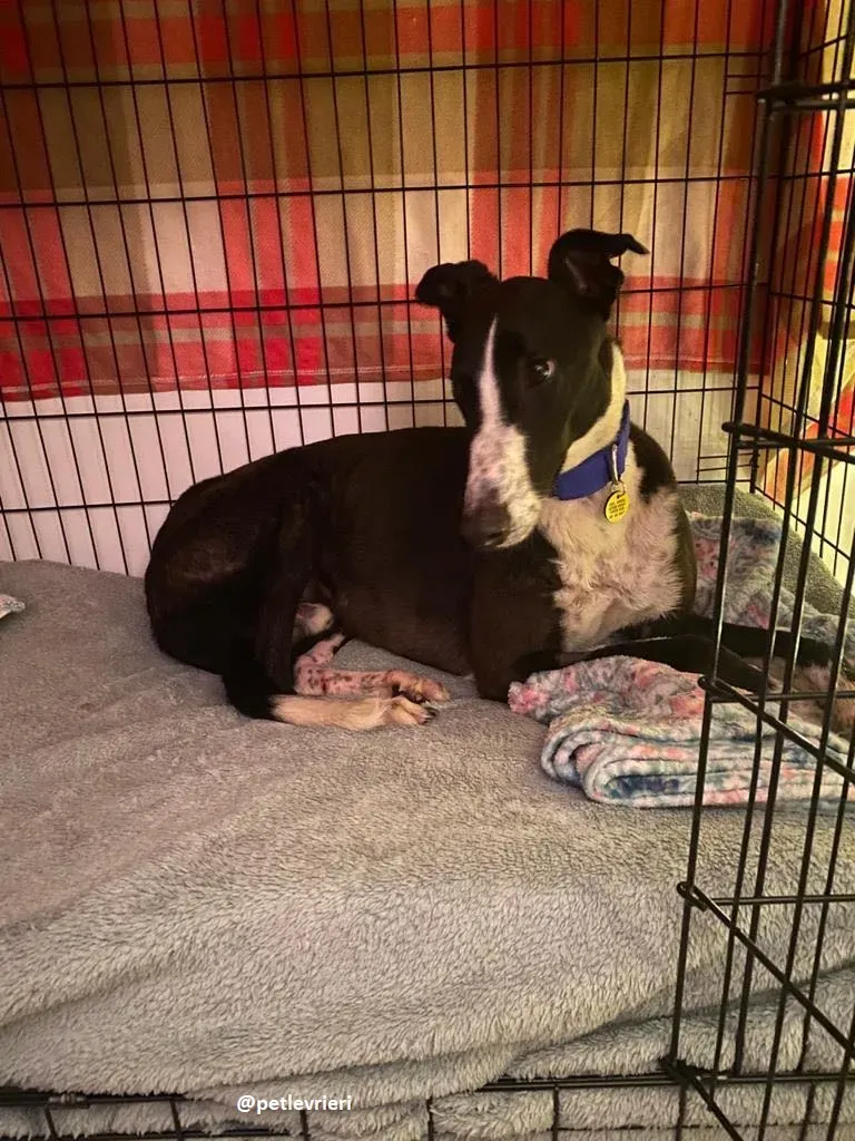 ted adozione greyhound 18