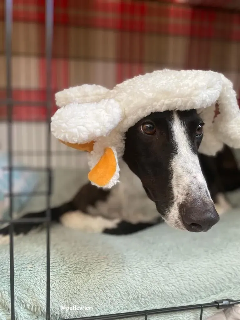 ted adozione greyhound 2 1