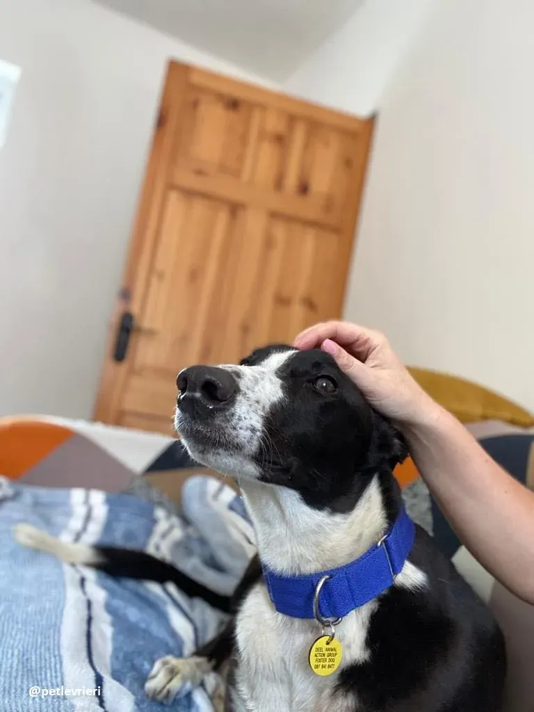 ted adozione greyhound 2