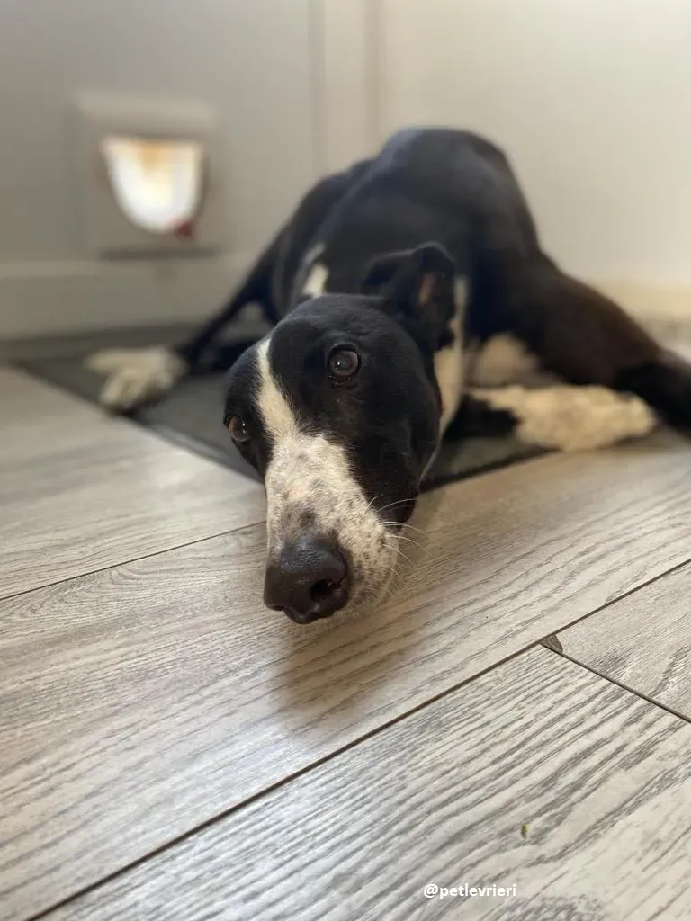 ted adozione greyhound 24