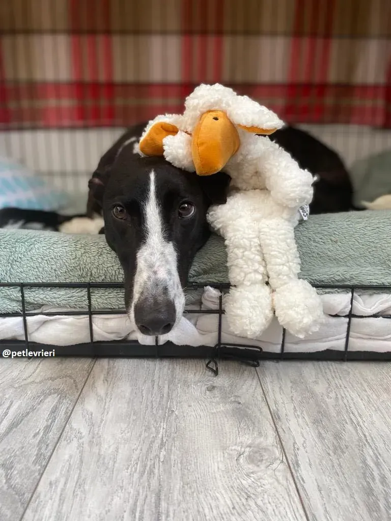 ted adozione greyhound 3 1