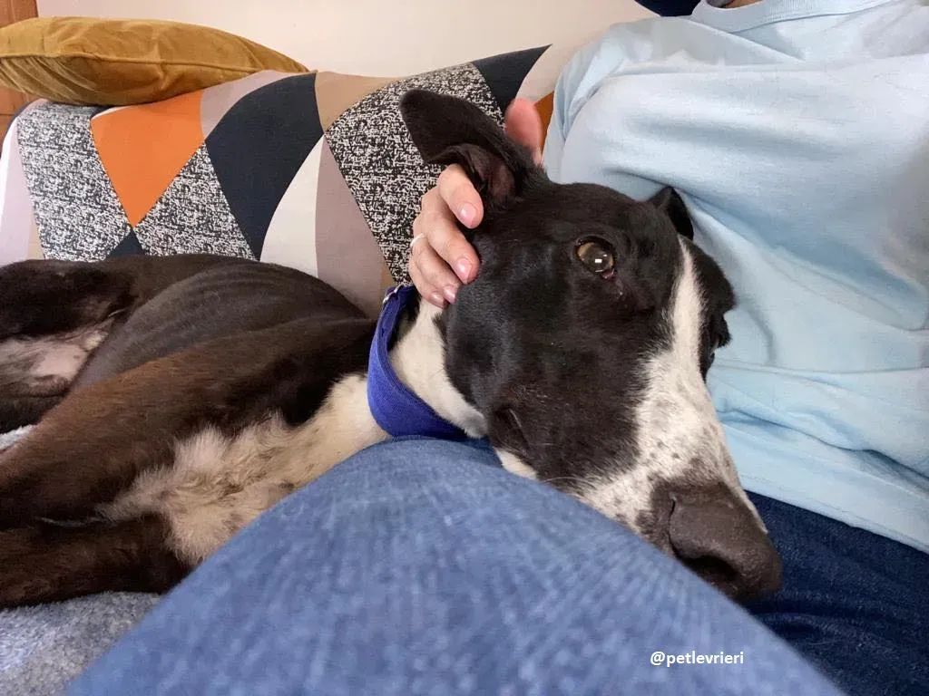 ted adozione greyhound 3