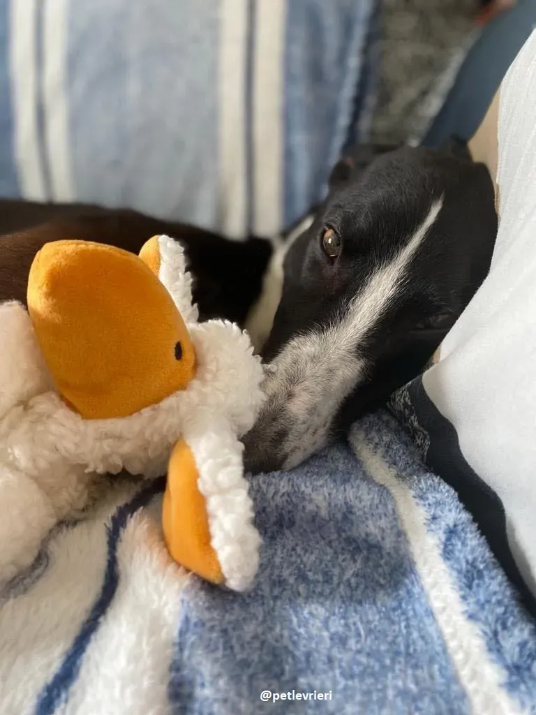 ted adozione greyhound 4