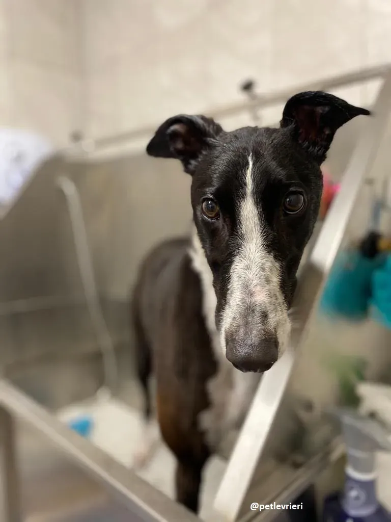 ted adozione greyhound 5