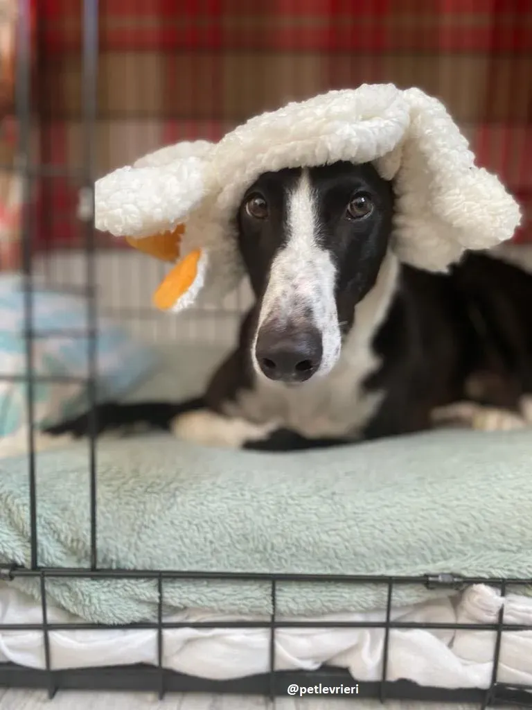 ted adozione greyhound 6 1