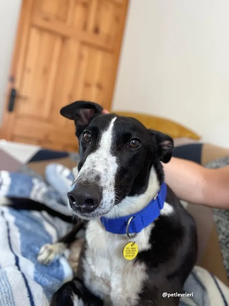 ted adozione greyhound 6