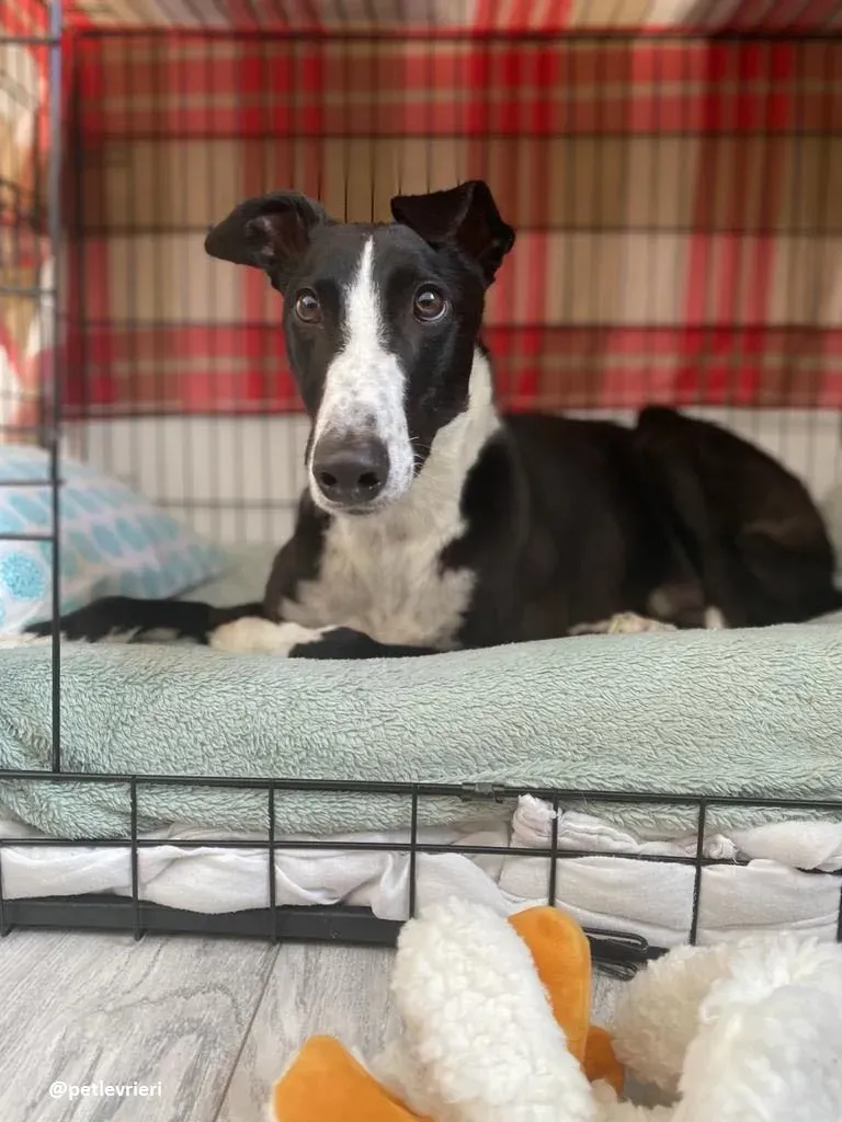 ted adozione greyhound 7 1