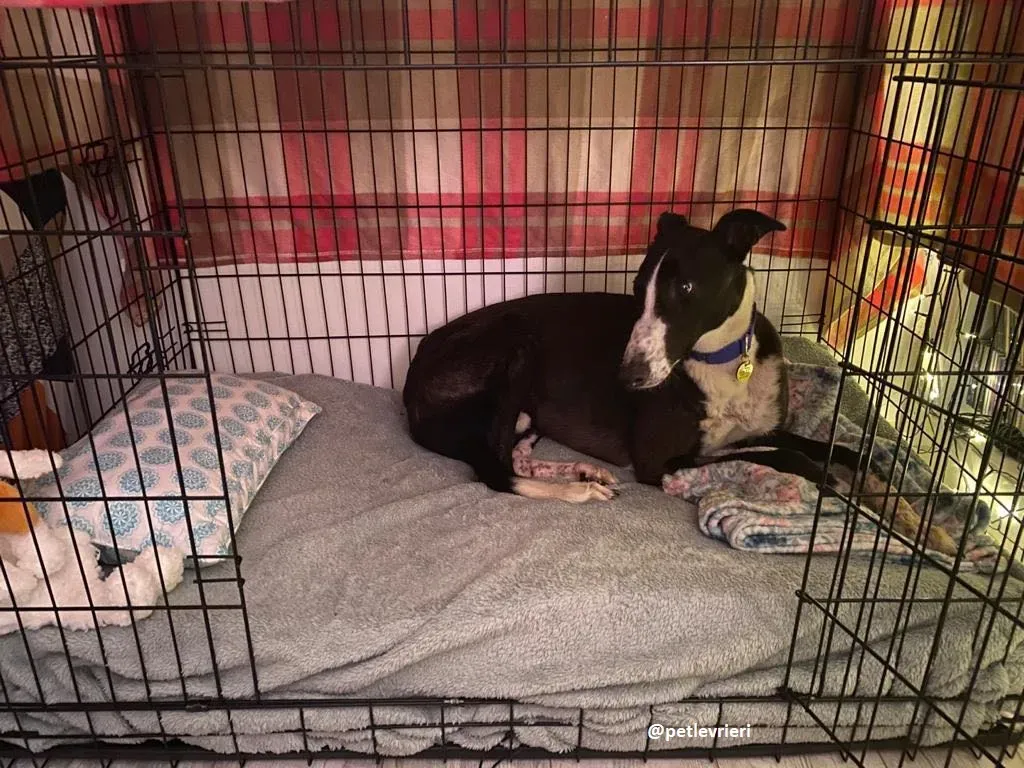 ted adozione greyhound 7