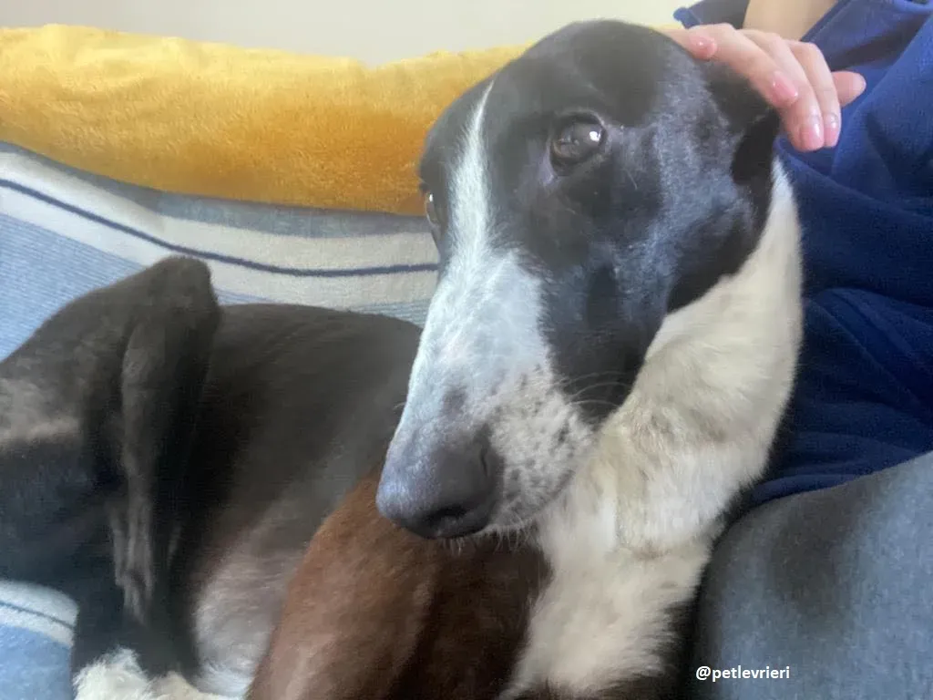 ted adozione greyhound 8 1