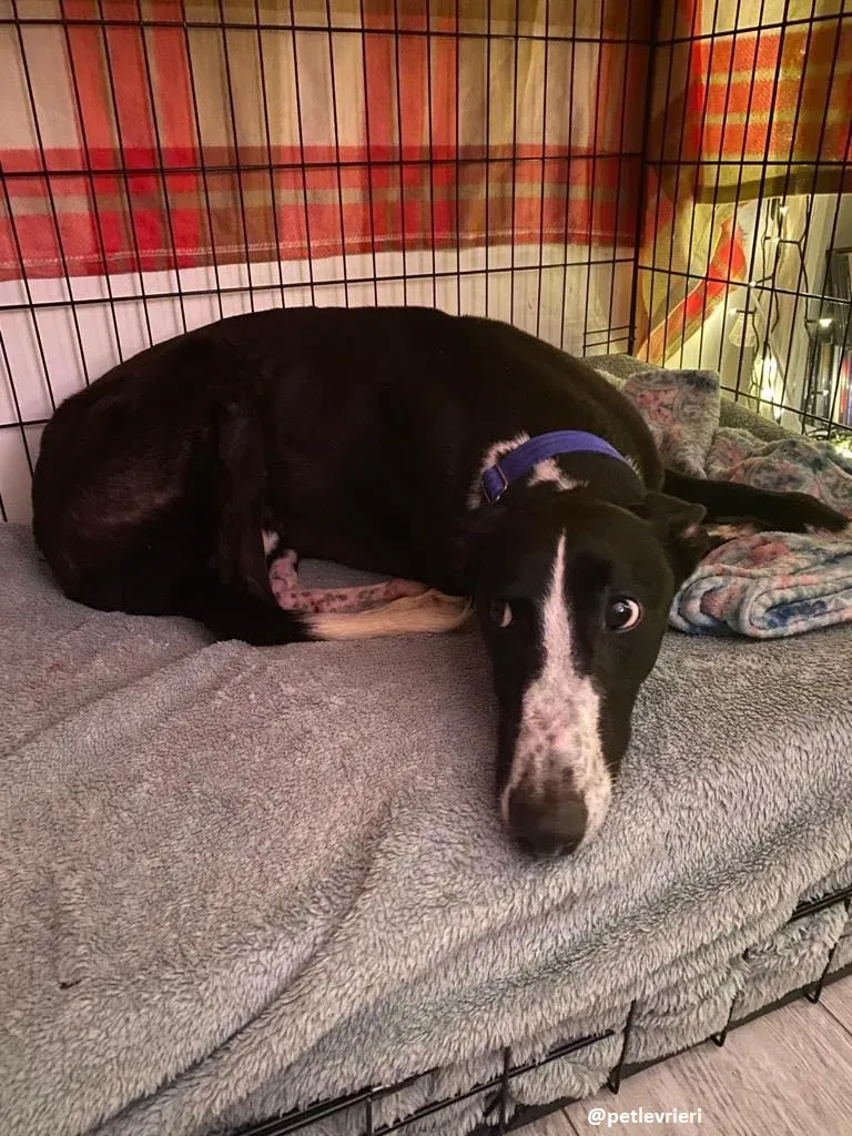 ted adozione greyhound 8