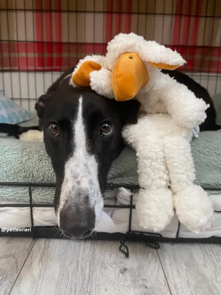 ted adozione greyhound 9 1