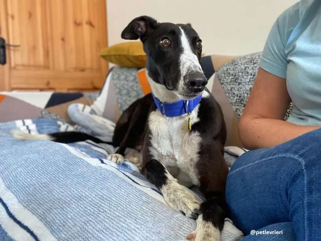 ted adozione greyhound 9