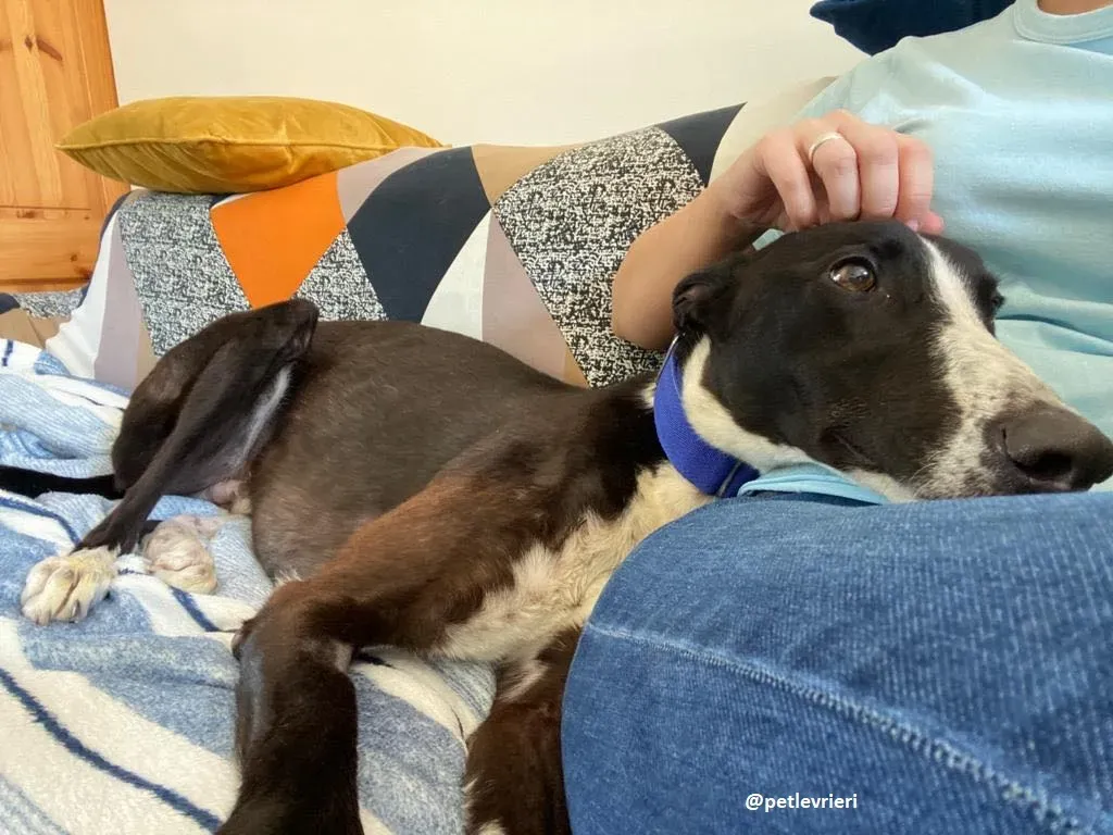 ted adozione greyhound