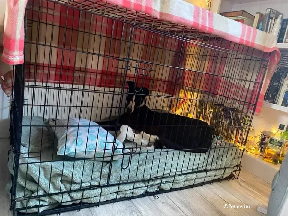 ted adozione levrieri greyhound 1