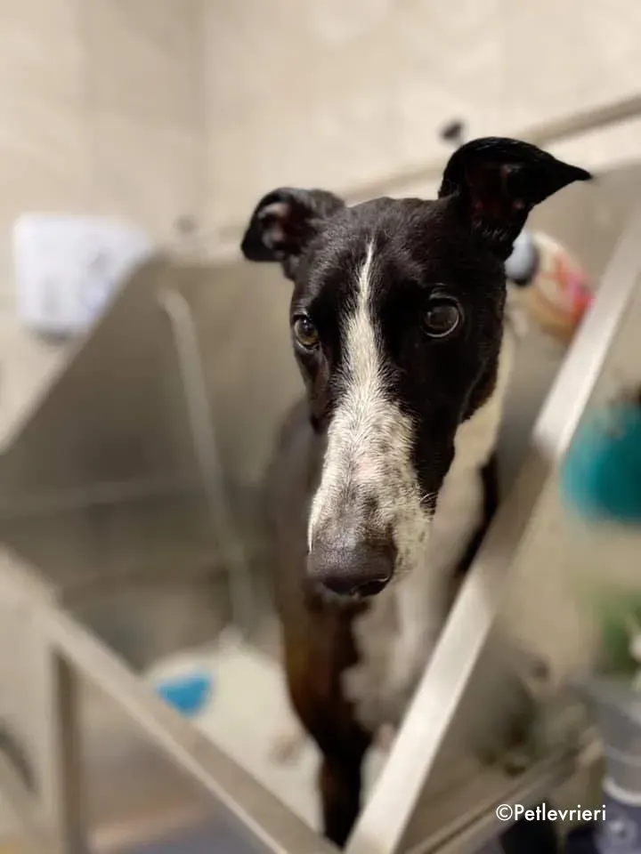 ted adozione levrieri greyhound 10