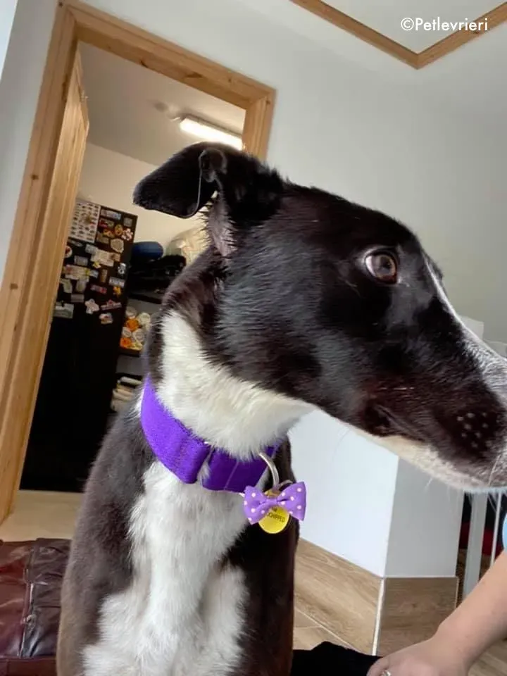 ted adozione levrieri greyhound 11