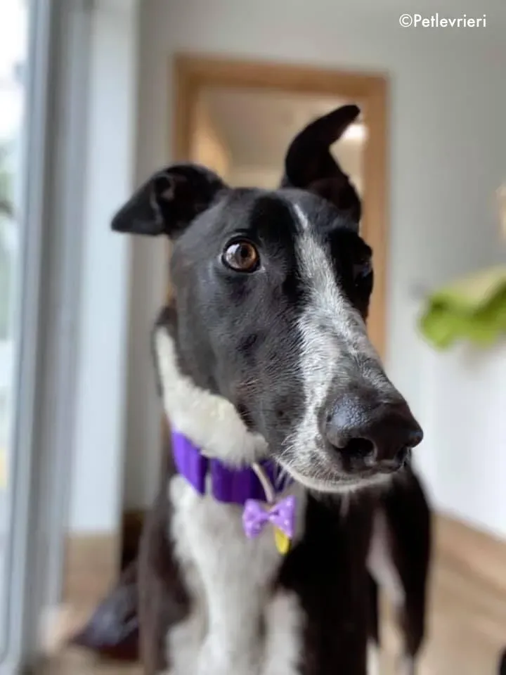 ted adozione levrieri greyhound 12