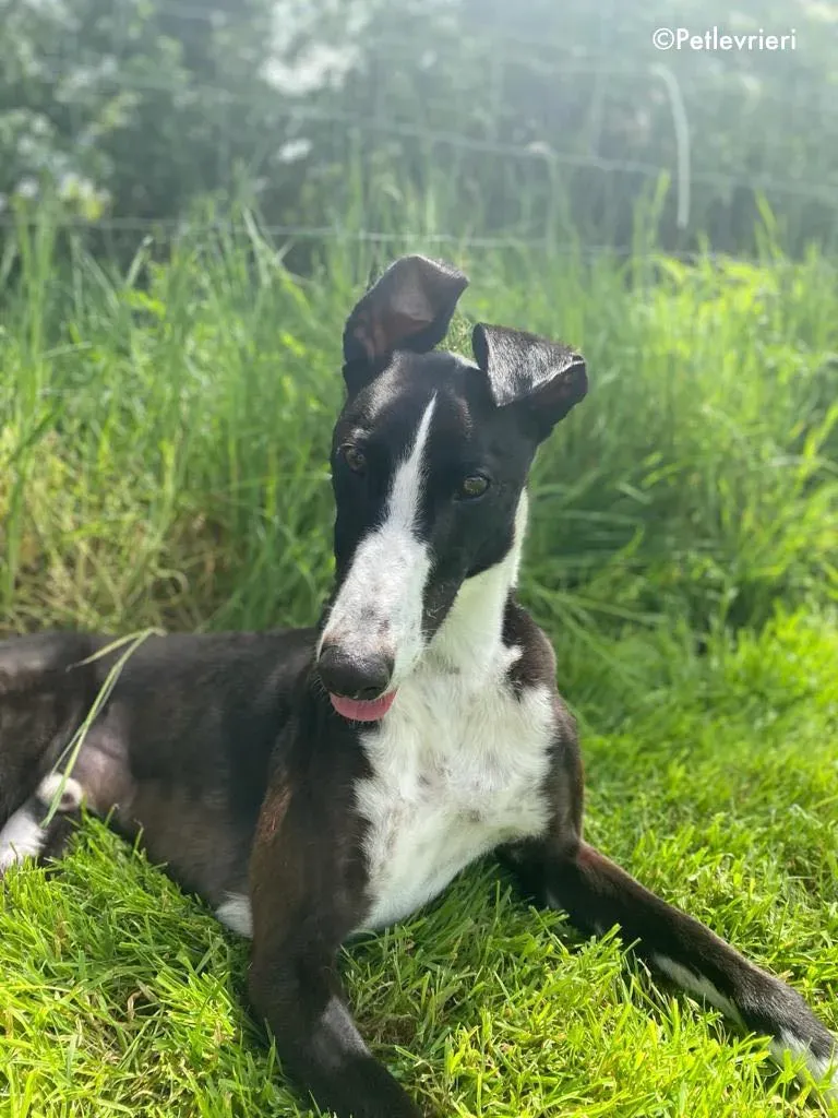 ted adozione levrieri greyhound 13