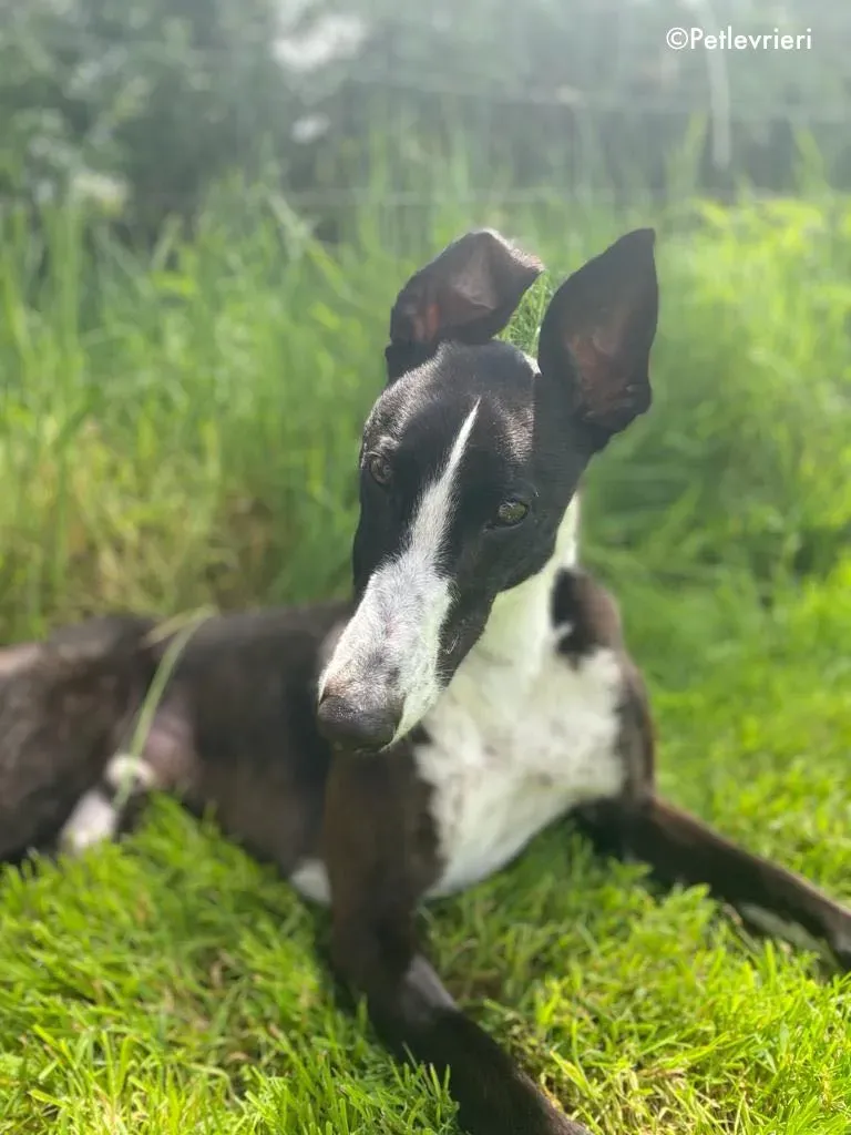 ted adozione levrieri greyhound 14