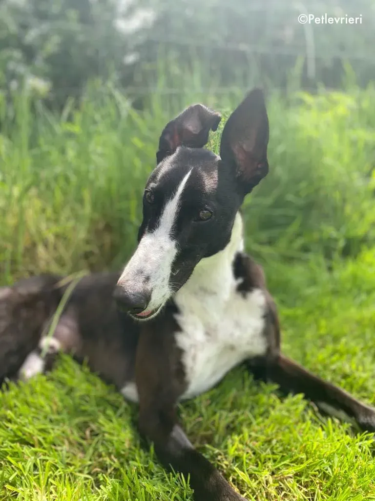 ted adozione levrieri greyhound 15