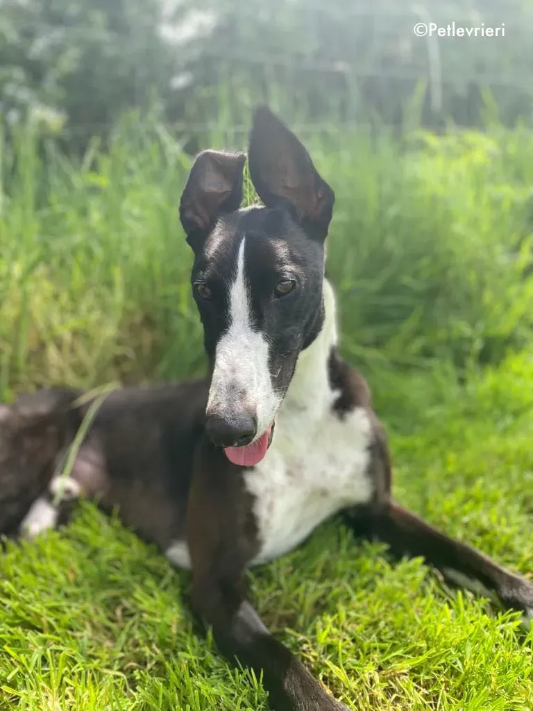 ted adozione levrieri greyhound 16