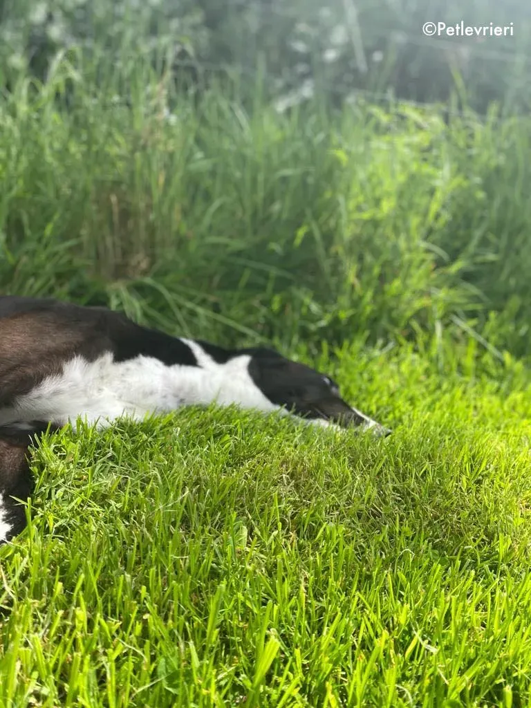 ted adozione levrieri greyhound 17