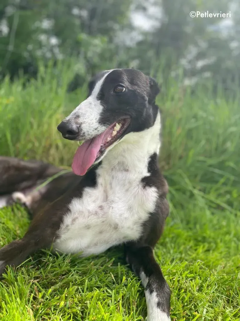 ted adozione levrieri greyhound 18