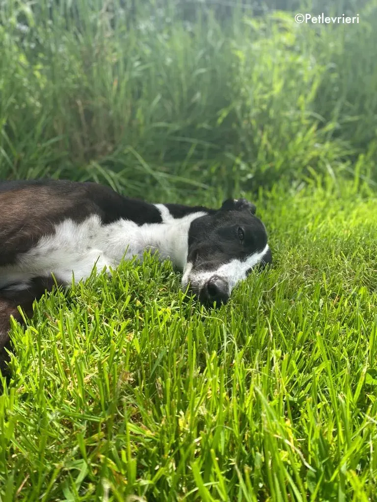 ted adozione levrieri greyhound 19