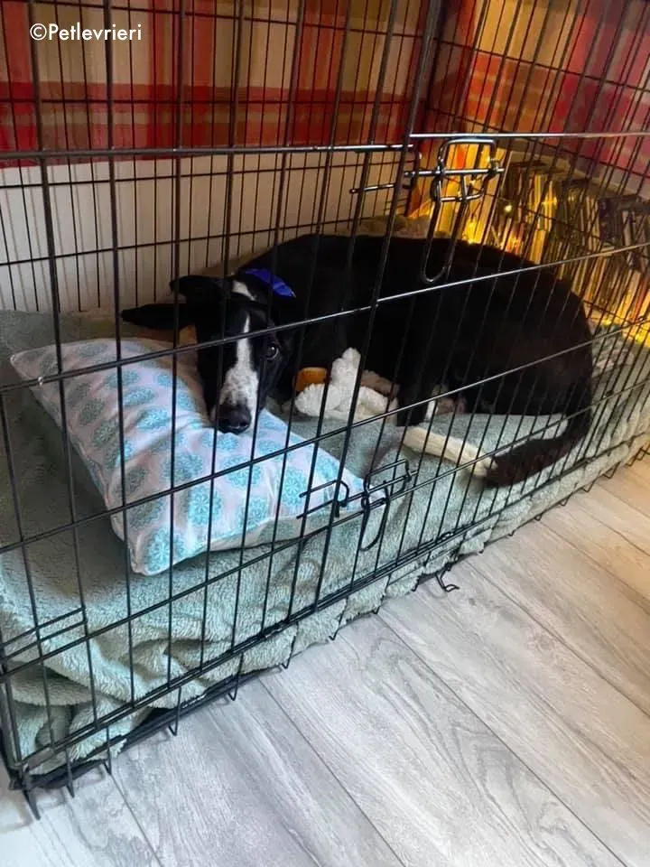 ted adozione levrieri greyhound 2