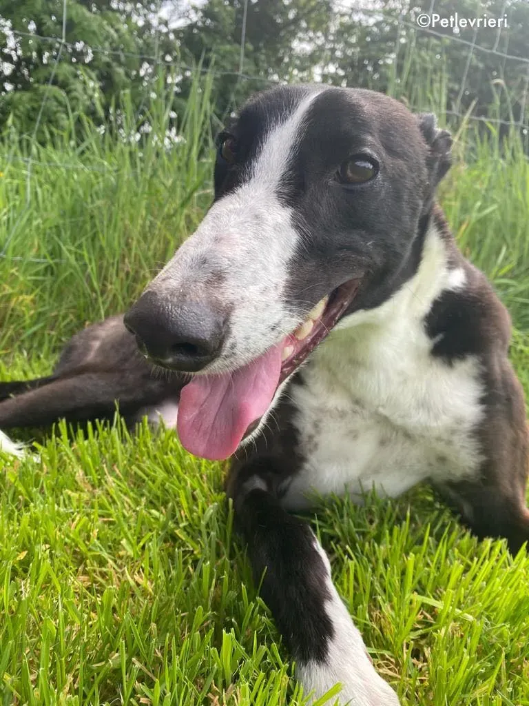 ted adozione levrieri greyhound 20