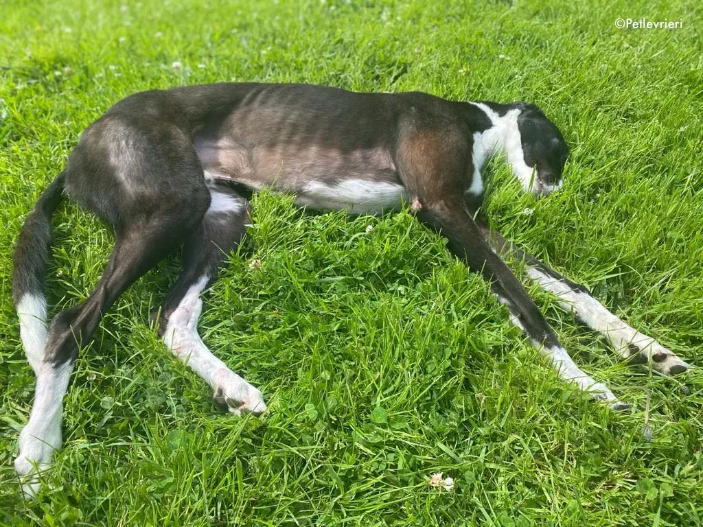 ted adozione levrieri greyhound 21