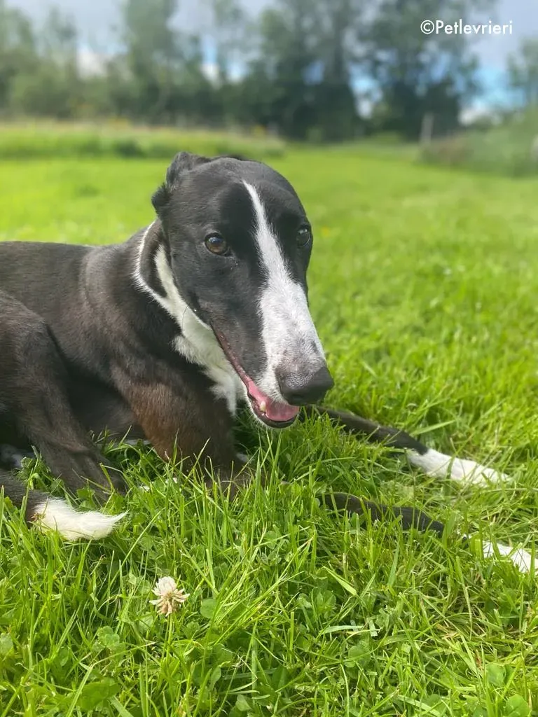 ted adozione levrieri greyhound 22