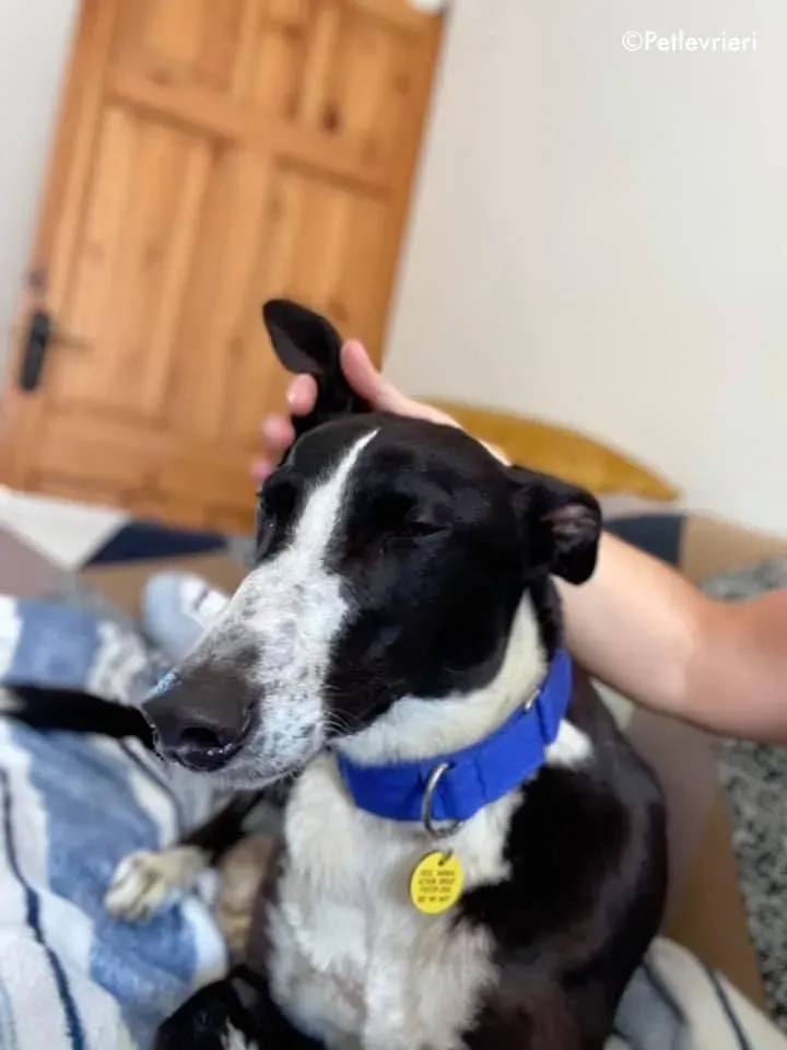 ted adozione levrieri greyhound 4