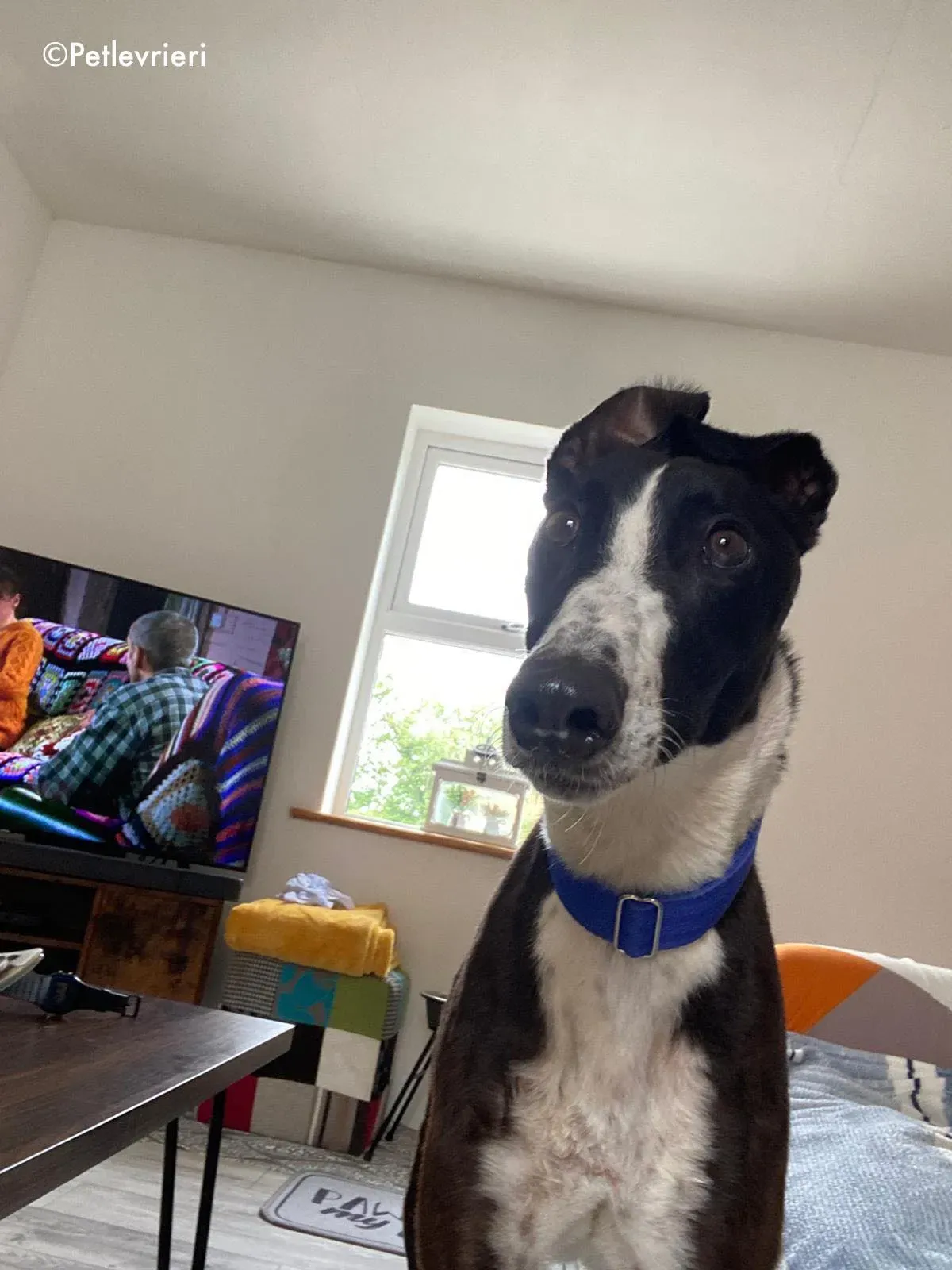 ted adozione levrieri greyhound 6