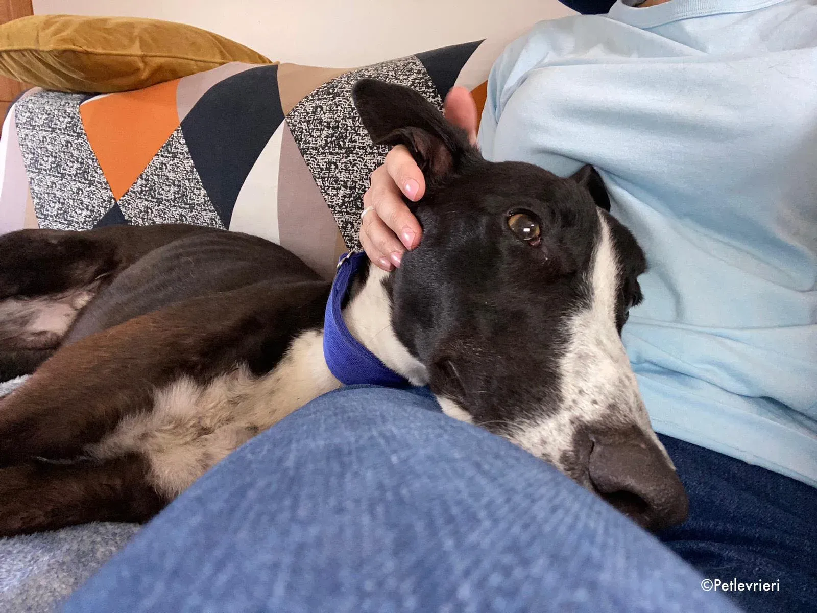 ted adozione levrieri greyhound 8