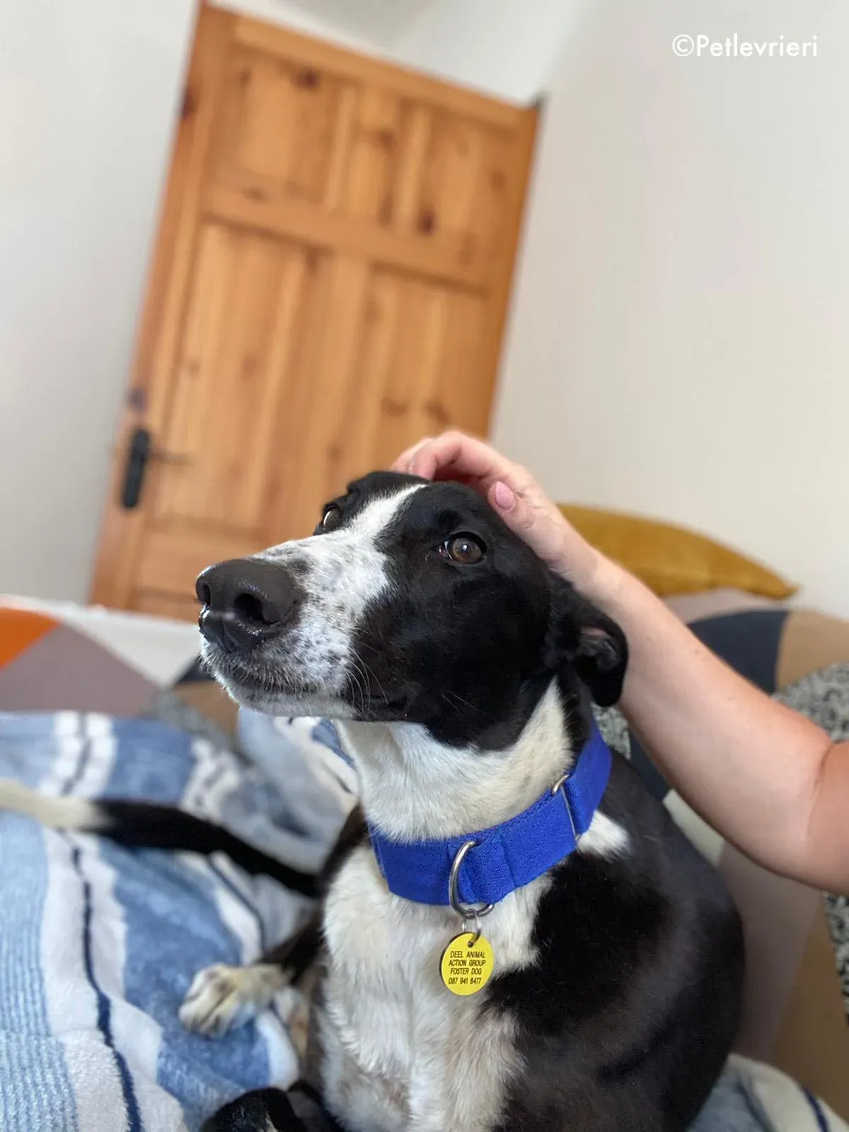 ted adozione levrieri greyhound 9