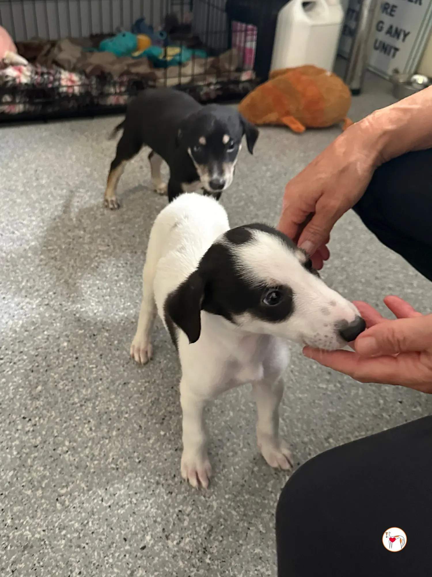 teddy grey cucciolo adozione 01