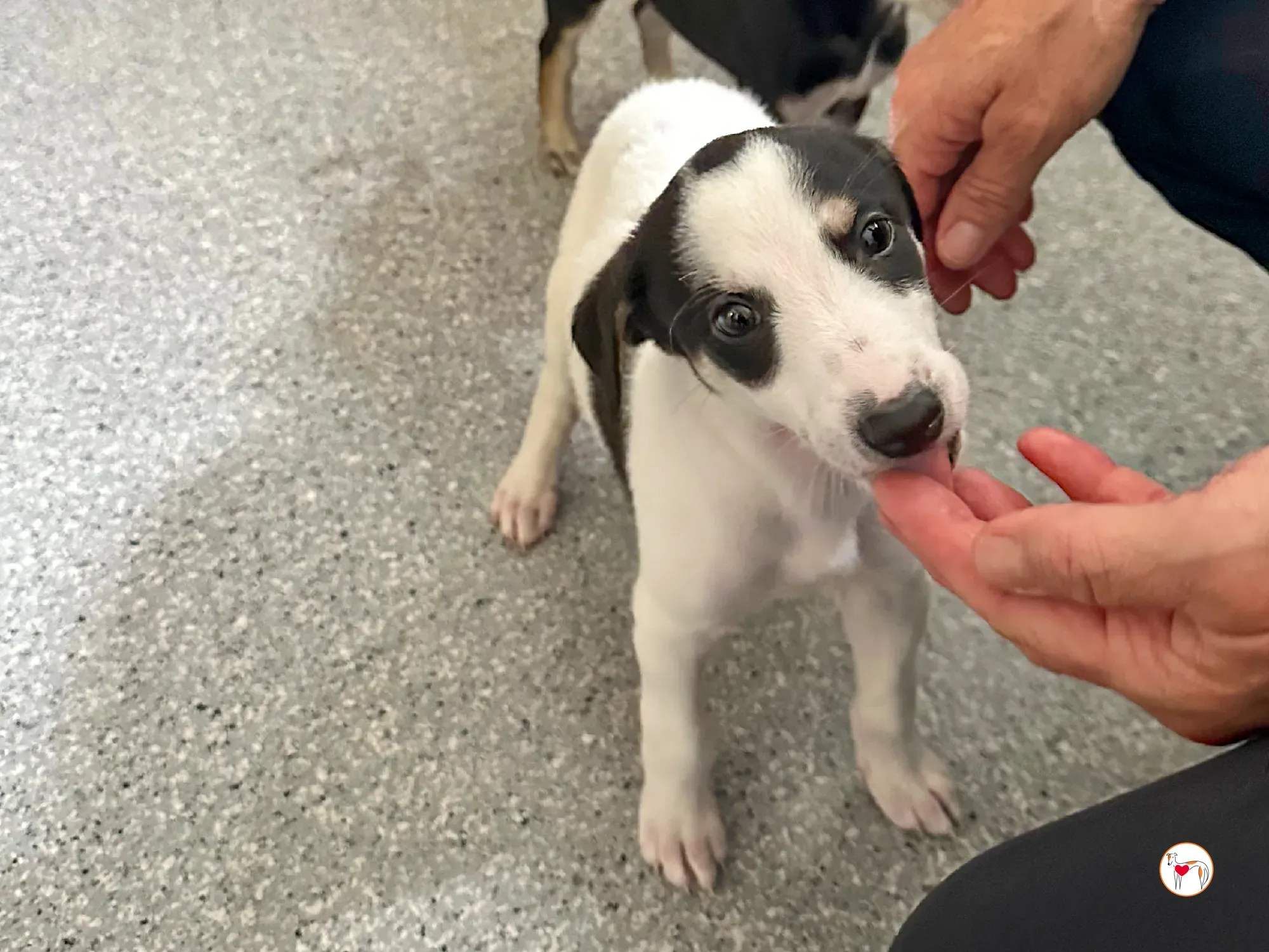 teddy grey cucciolo adozione 02