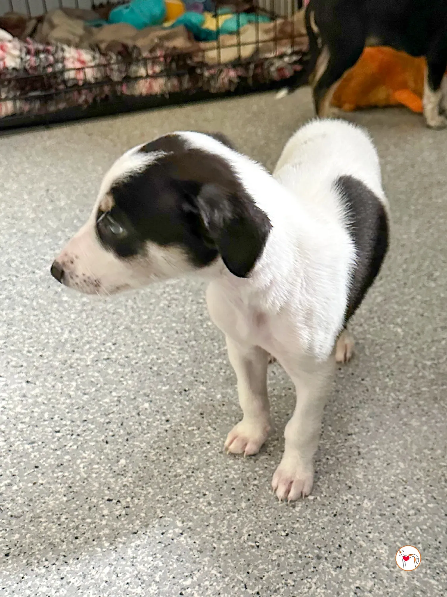 teddy grey cucciolo adozione 03