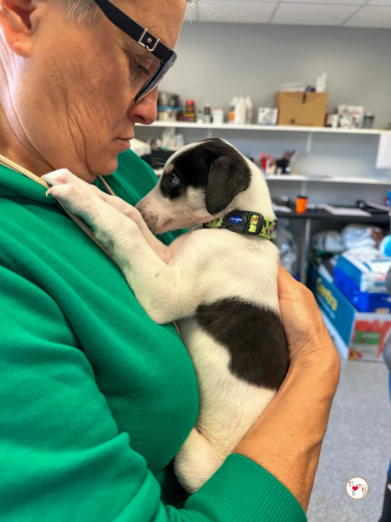 teddy grey cucciolo adozione 04