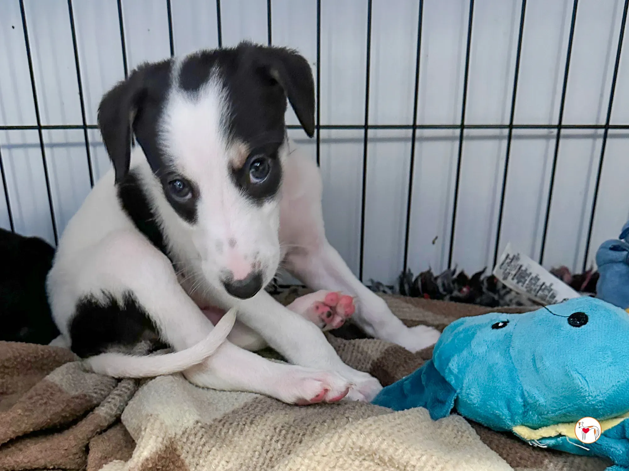 teddy grey cucciolo adozione 05