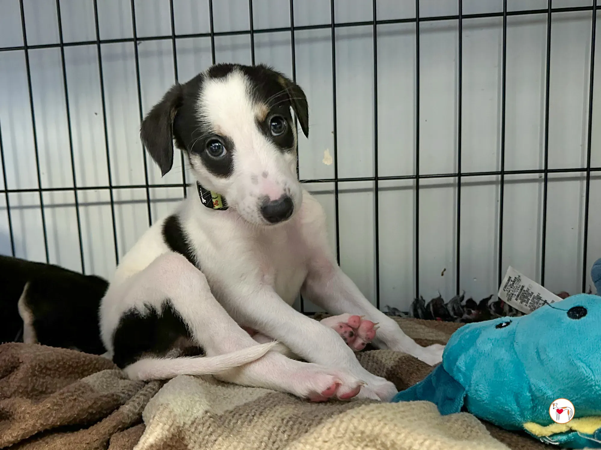 teddy grey cucciolo adozione 06