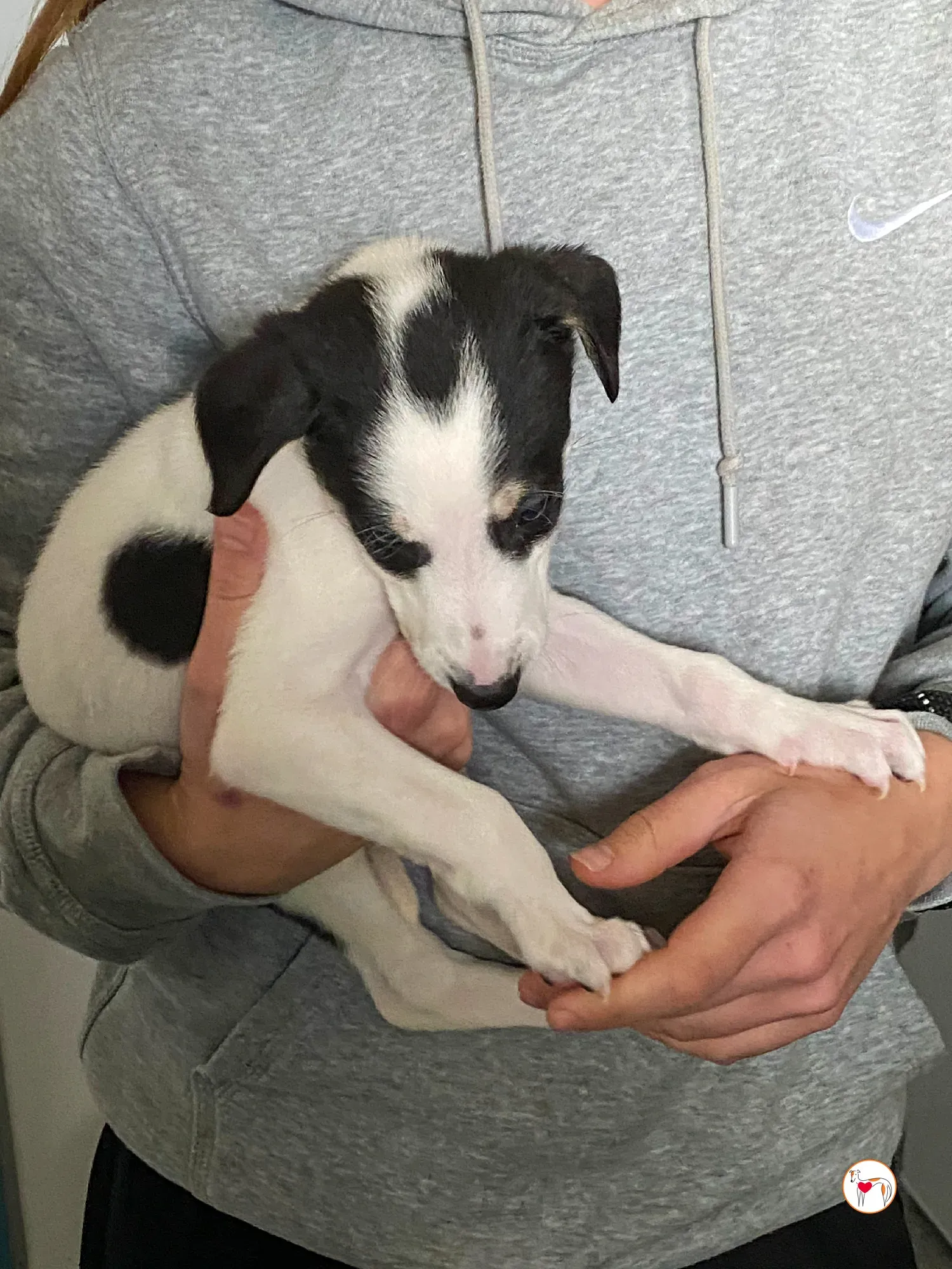 teddy grey cucciolo adozione 07