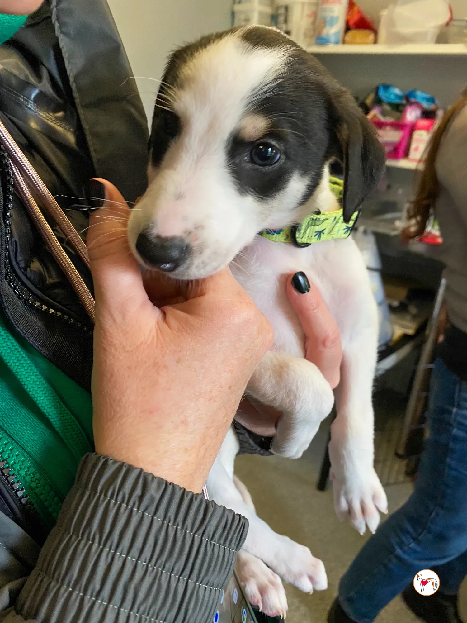 teddy grey cucciolo adozione 08