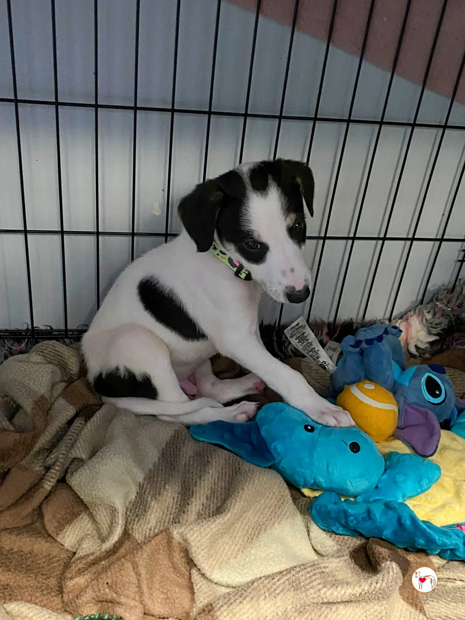 teddy grey cucciolo adozione 09