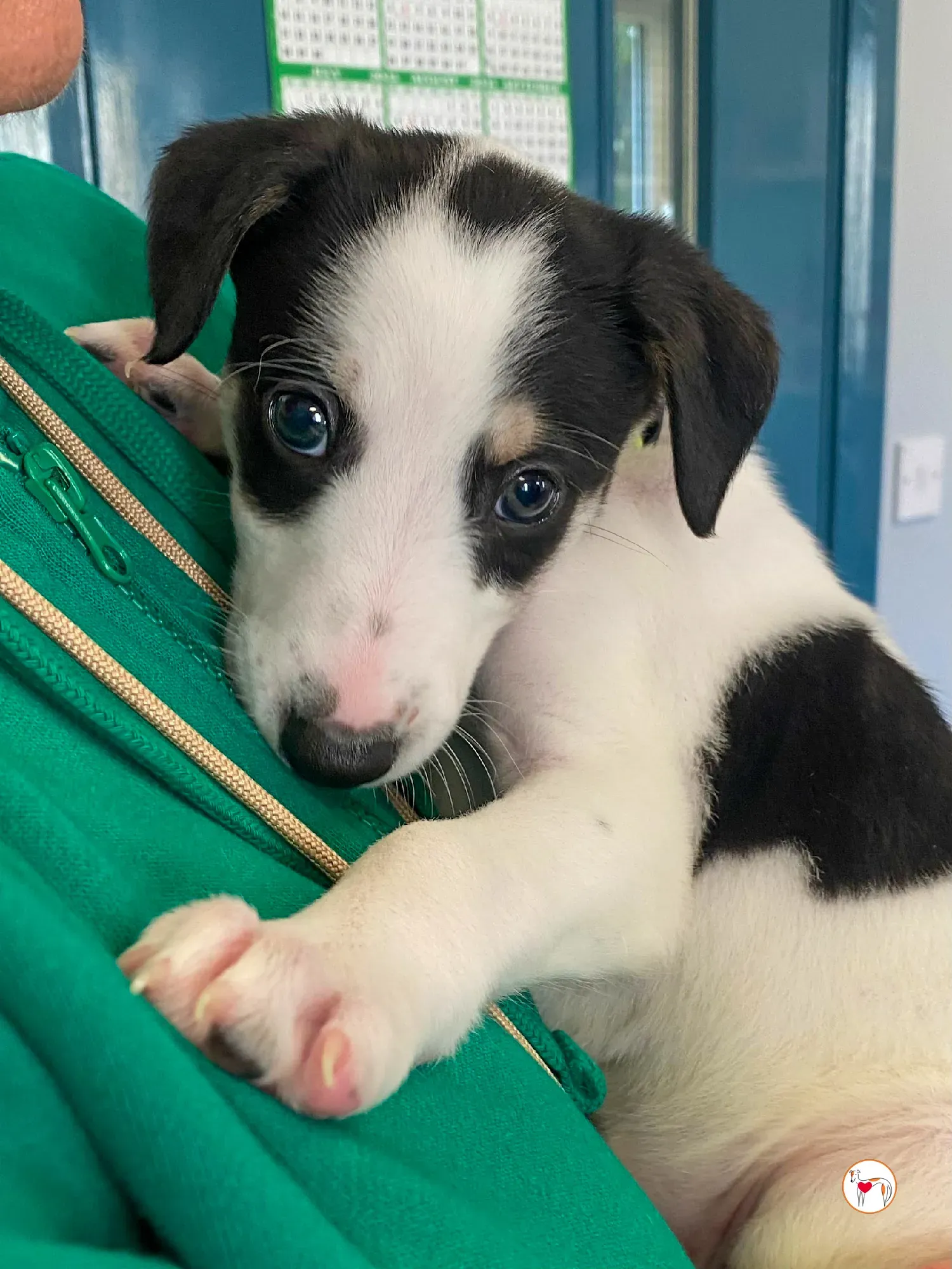 teddy grey cucciolo adozione 12