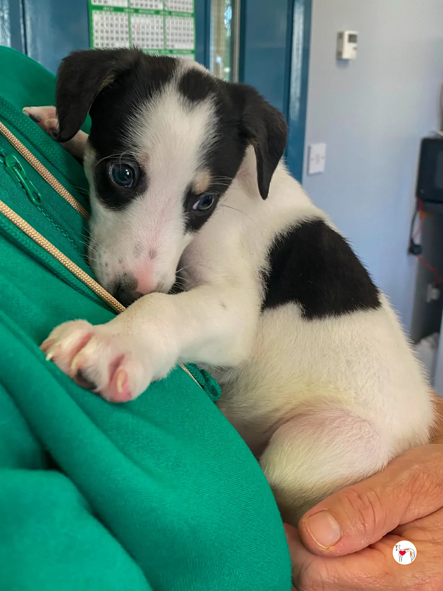 teddy grey cucciolo adozione 13